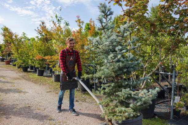 Tree Service Company in Reidsville, NC